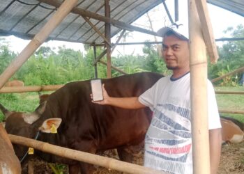 Sukses Jadi Peternak Sapi, Engkos Pria Asal Bogor Raup Cuan Miliaran Rupiah