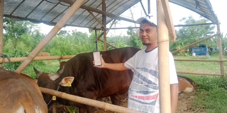 Sukses Jadi Peternak Sapi, Engkos Pria Asal Bogor Raup Cuan Miliaran Rupiah