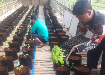 Kelompok Tani Milenial di Kecamatan Mekarjaya Pandeglang Kembangkan Budidaya Buah Melon, Semangka dan Pepaya