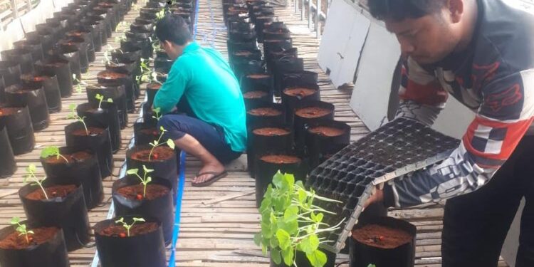 Kelompok Tani Milenial di Kecamatan Mekarjaya Pandeglang Kembangkan Budidaya Buah Melon, Semangka dan Pepaya